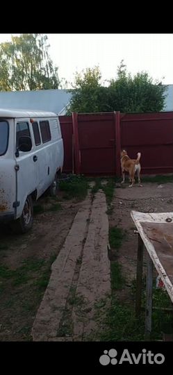 Аборигенная кавказская овчарка (ако)