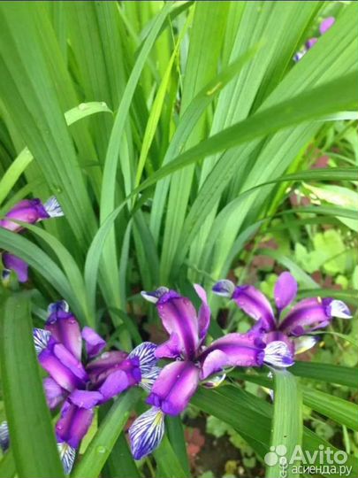 Многолетние садовые растения