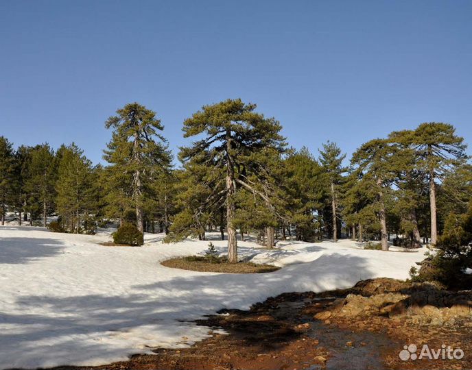 Сосна крымская, горная семена