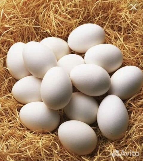 Домашние куриные яйца