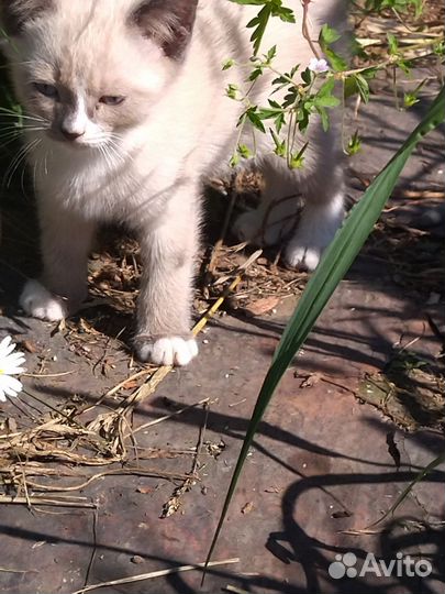 Котята в добрые руки