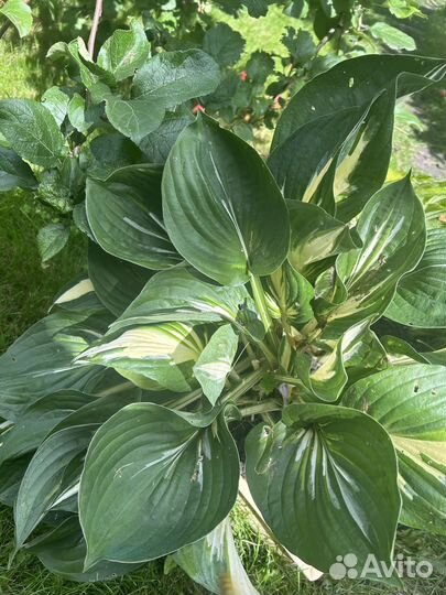 Хоста Lakeside paisley print