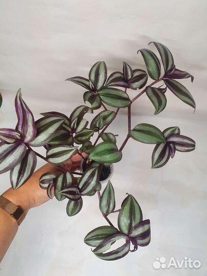 Филодендрон Традесканция