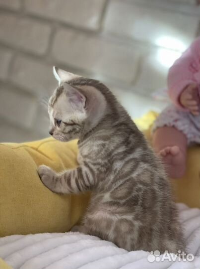 Бенгальский котёнок