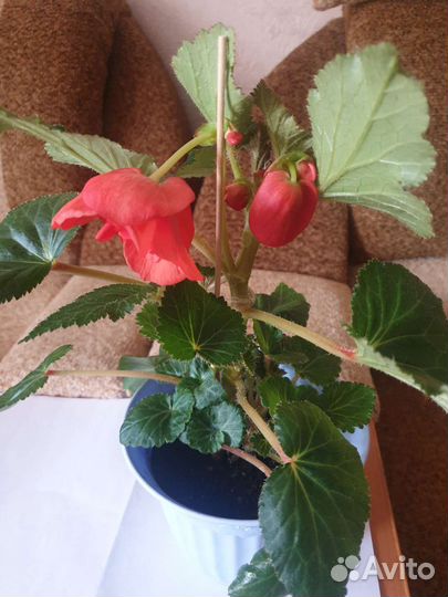 Комнатные цветы