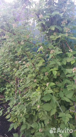 Малина,крыжовник, ежевика, каштан, алоэ