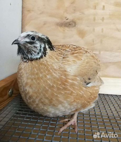 Перепелята