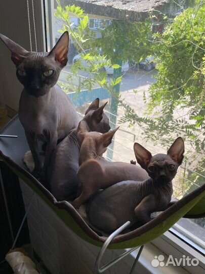 Канадский сфинкс