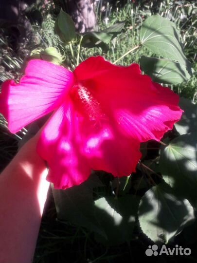 Гибискус садовый