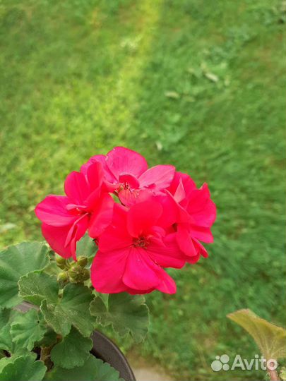 Герань пеларгония