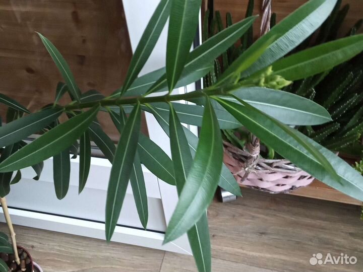 Олеандр, маранта, спатифилиум