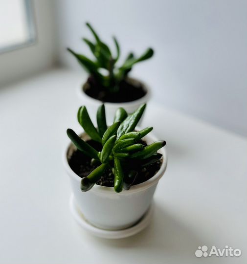 Толстянка Хоббит