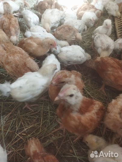 Цыплята несушки ломан браун