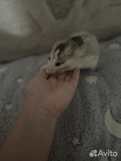 Декоративная крыса дамбо