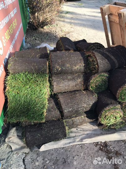 Рулонный газон