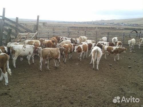 Телята полугодовалые