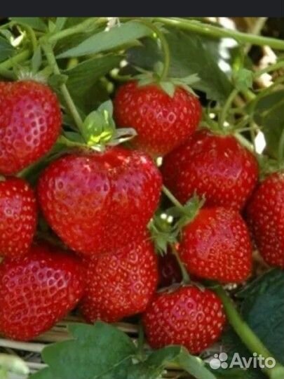 Клубника Зенга Зенгана