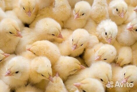 Брoйлeр сyтoчный Росс308