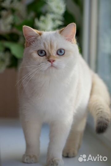 Золотой поинтовый мальчик Зефир