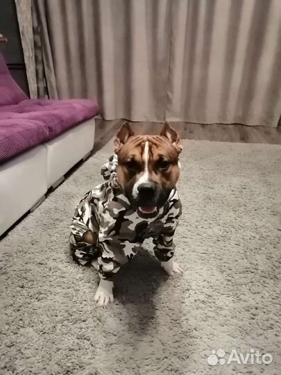 Кобель амстаф для вязки