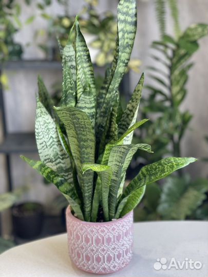 Сансевиерия