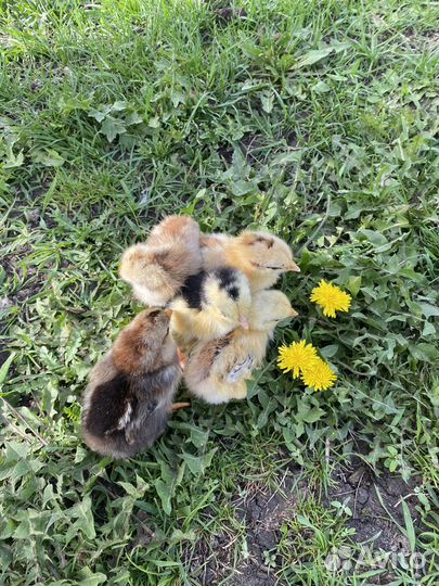 Цыплята подрощенные домашние