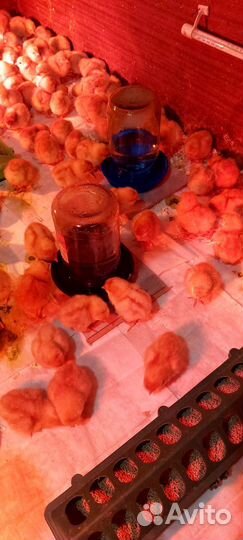 Суточные цыплята несушки