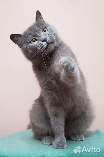 Брита из Кременной в поисках друга