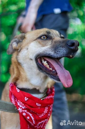 Уютный пёсик Бивис