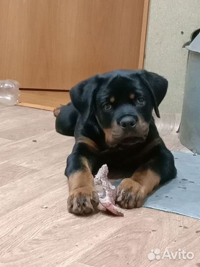 Щенки ротвейлера