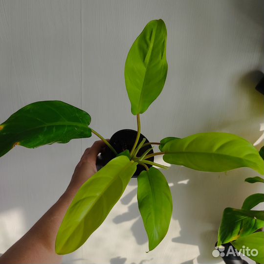 Филодендрон Эпипремнум