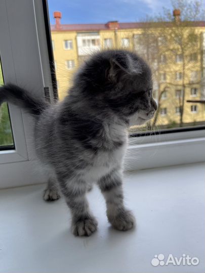 Кошки вислоухие