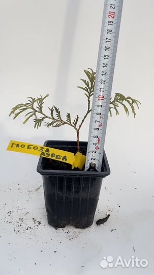 Туя глобоза аурея p9