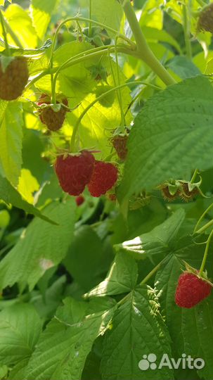 Саженцы малины