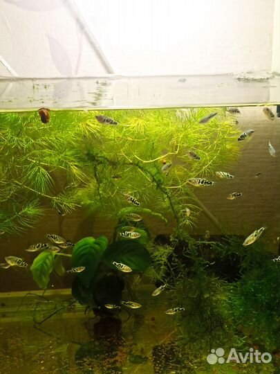 Аквариумные рыбки,мальки гурами, мальки Меченосца