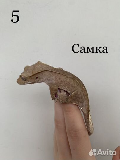 Реснитчатый бананоед