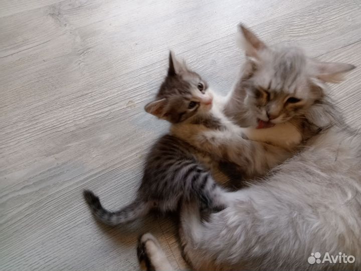 Кошки