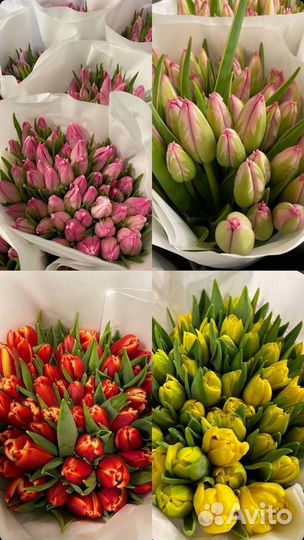 Тюльпаны Московские