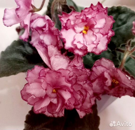 Фиалка сн-Вальс цветов