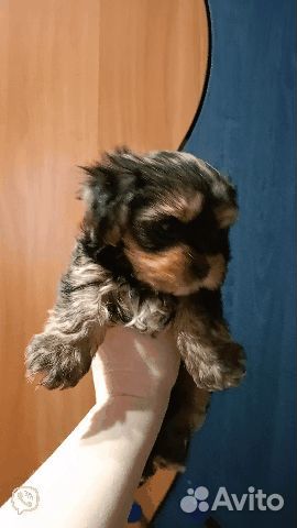 Йоркширский терьер девочка