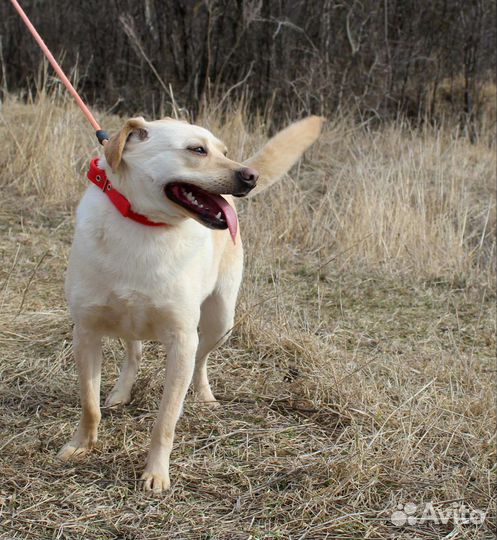 Уже не щенок но ещё маленький ищет дом