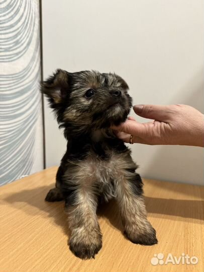 Йоркширский терьер мальчик