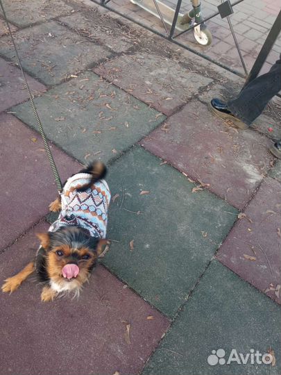 Кобель вязка