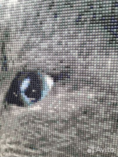 Картина постер кот