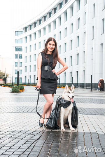 Аренда хаски для фотосессий