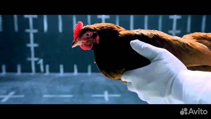 Разнорабочий на птицефабрику