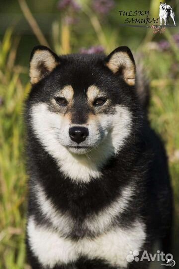 Щенки сиба ину (шиба)