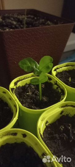 Лимонное дерево рассада начало пути