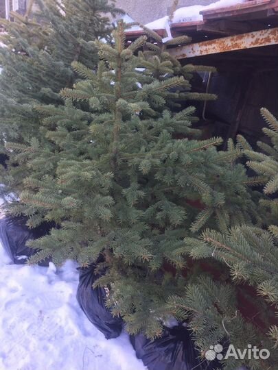 Елки с комом