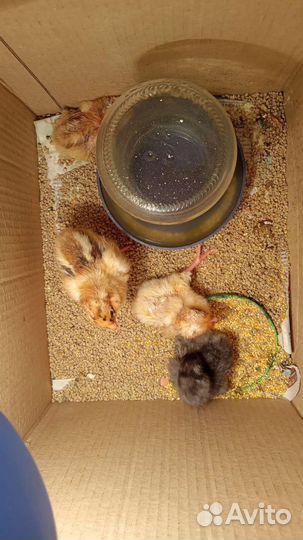 Продам инкубационные яйца от домашних кур